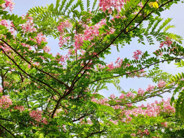 GrowTRUE Pink and White Cassia
